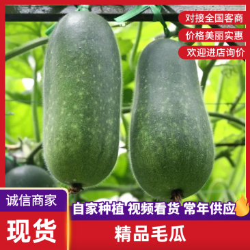 【毛瓜】大量供应产地批发保质保量对接电商商超市场