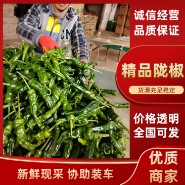 【实力商家】精品陇椒大量供应新鲜采摘货源充足代发全