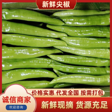 【尖椒】广东精品尖椒万亩基地批发货源充足品质保证