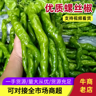 【牛商优选】广东精品螺丝椒大量供应价格实惠产地批发