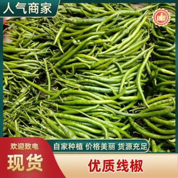 【诚信经营】广东线椒大量供应基地批发视频看货量大从