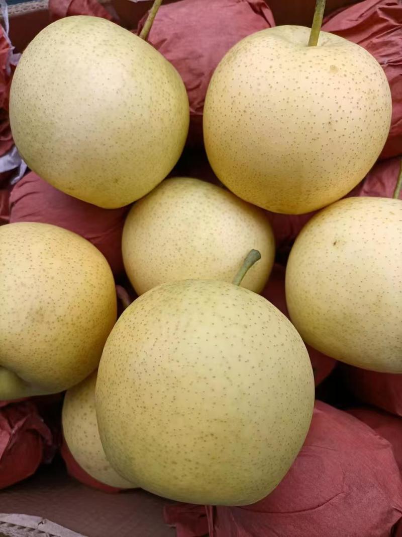 河北精品广梨，细皮，无渣子，口感香甜,大量有货产地直发