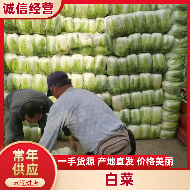 黄心大白菜，湖南万亩基地直供全国**中间商。