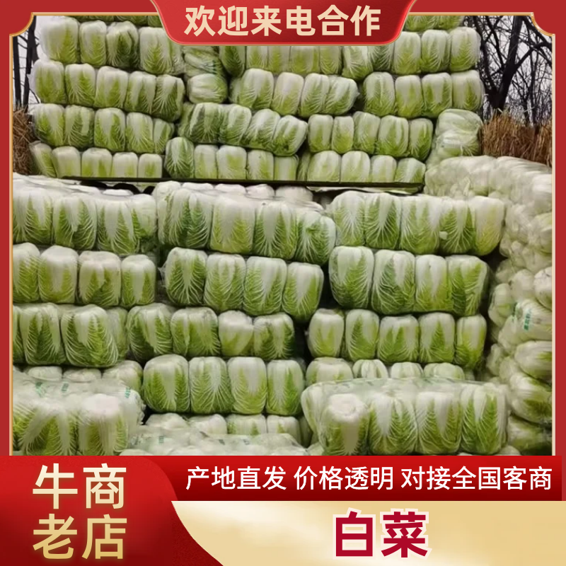 湖南万亩黄心大白菜全国接单3一5斤净菜。
