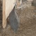 活鸡珍珠鸡山东菏泽全国发货300只起欢迎联系