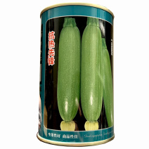 绿皮西葫芦种子抗热先锋早熟耐高温耐寒顺直油绿春夏秋种植