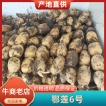 【莲藕】湖北洪湖鄂莲6号大量供应对接市场电商