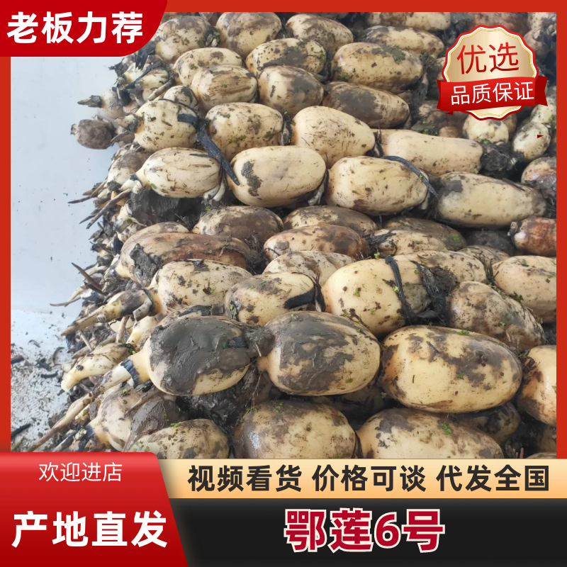 莲藕湖北莲藕鄂莲6号千亩基地持续供应欢迎来电咨询
