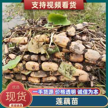 【藕苗】巨无霸鄂莲6号藕苗新35藕苗品种齐全