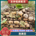 【藕苗】巨无霸鄂莲6号藕苗新35藕苗品种齐全