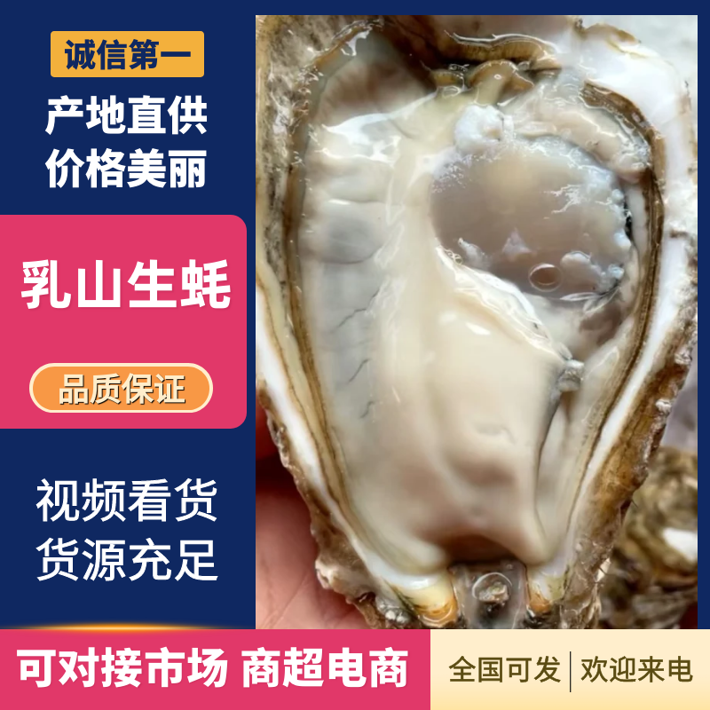 精品礼盒4+，手工挑拣，盐度30净化24h，口感鲜甜
