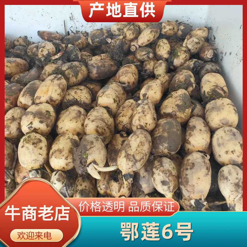 【莲藕】湖北莲藕鄂莲6号黄石千亩田藕大量供应