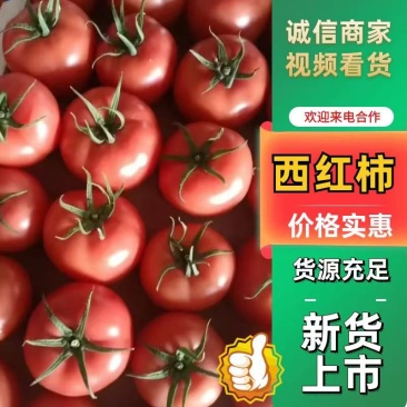 大量优质西红柿大红硬粉产地直发