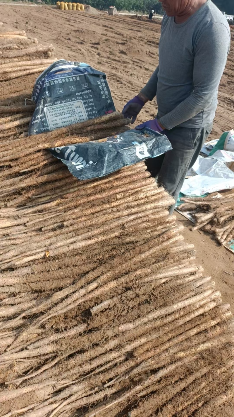 【铁棍山药】2025新鲜山药大量上市软糯香甜对接市场