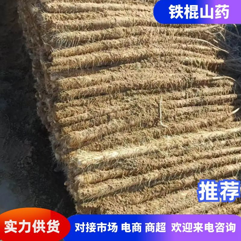 铁棍山药山西正宗铁棍山药基地现挖现发品质保证