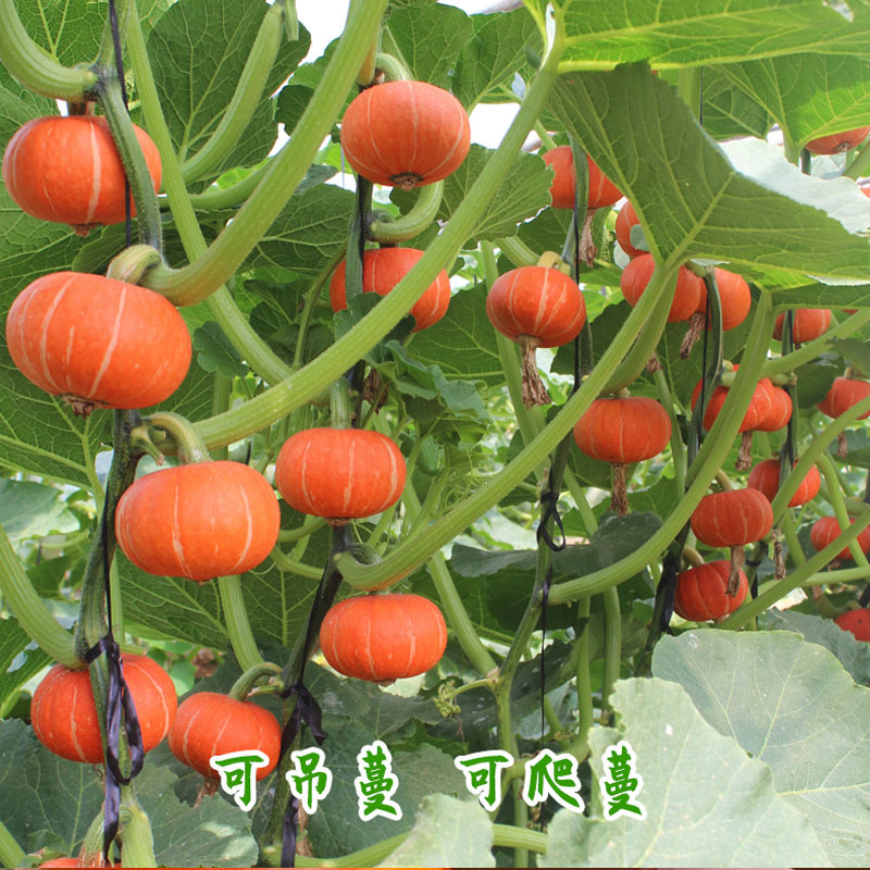 板栗南瓜种子短蔓红缘雌花多结果多成熟后甜甘面粉易种植