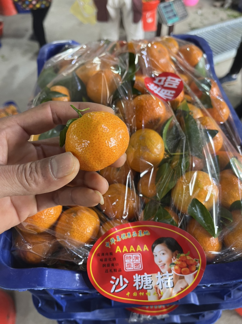 【社区团购】广西桂林八月橘承接商超批发市场对接全国