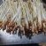 优质花生芽货量充足，发往全国各地，量大从优