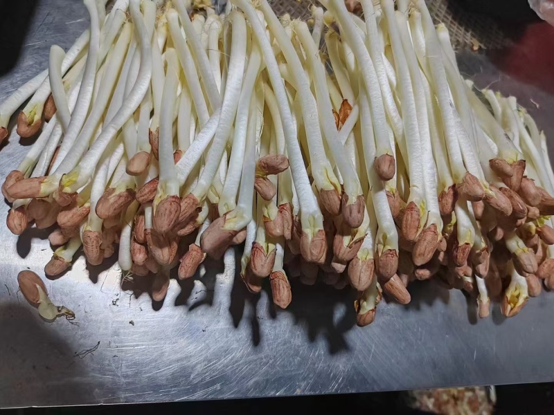 优质花生芽货量充足，发往全国各地，量大从优
