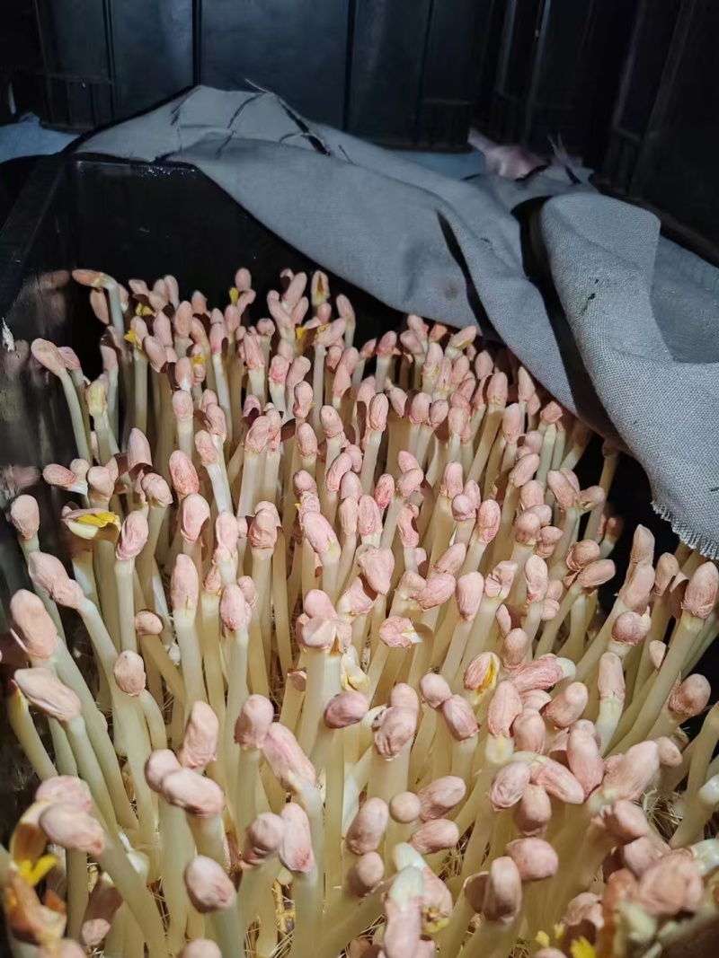 优质花生芽货量充足，发往全国各地，量大从优