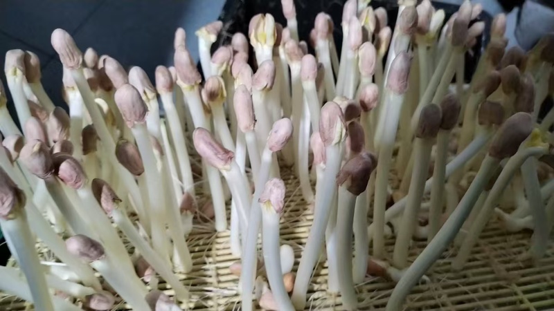 优质花生芽货量充足，发往全国各地，量大从优