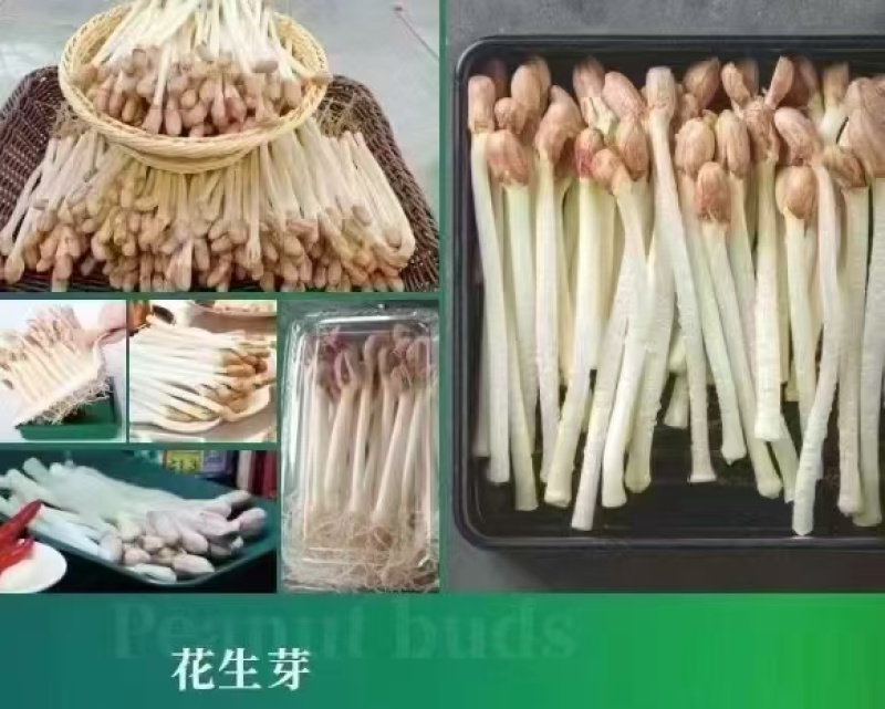 优质花生芽货量充足，发往全国各地，量大从优