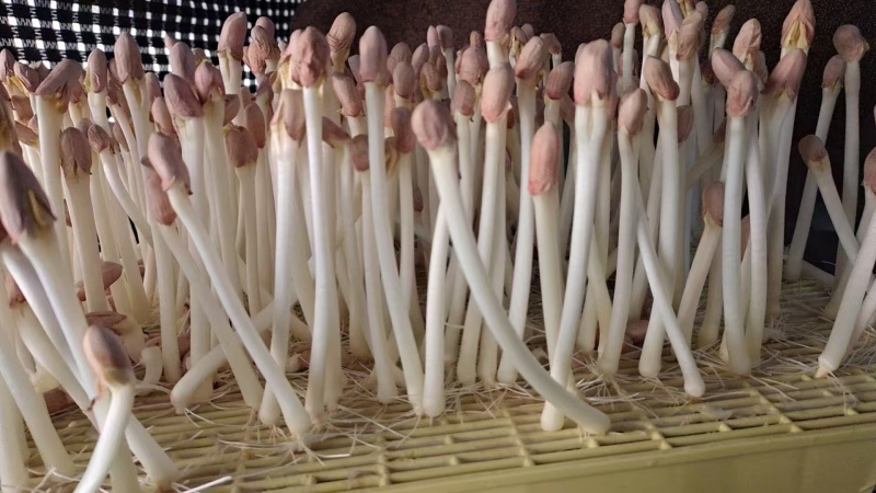 优质花生芽货量充足，发往全国各地，量大从优