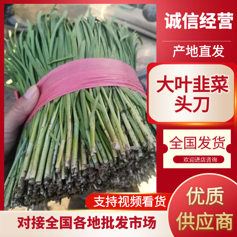 河北乐亭大叶韭菜量大价格美丽对接各大商超全国可发