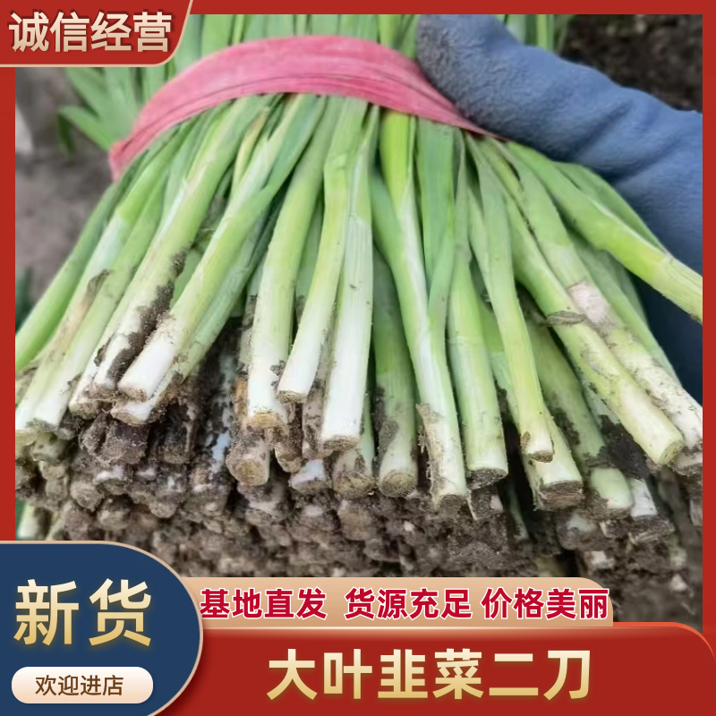河北乐亭大叶韭菜量大价格美丽对接各大商超全国可发