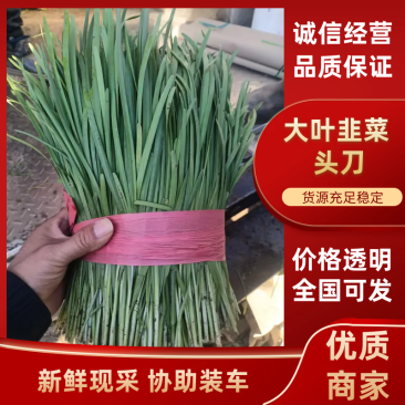 河北乐亭大叶韭菜量大价格美丽对接各大商超全国可发