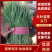 河北乐亭大叶韭菜量大价格美丽对接各大商超全国可发