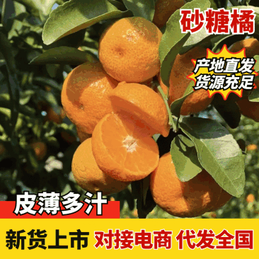 【精选砂糖橘】广西砂糖橘-产地直发-价格优惠质量保证
