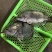 鳌花鳜鱼黑龙江佳木斯辽宁前当铺市场现货提前2天预定