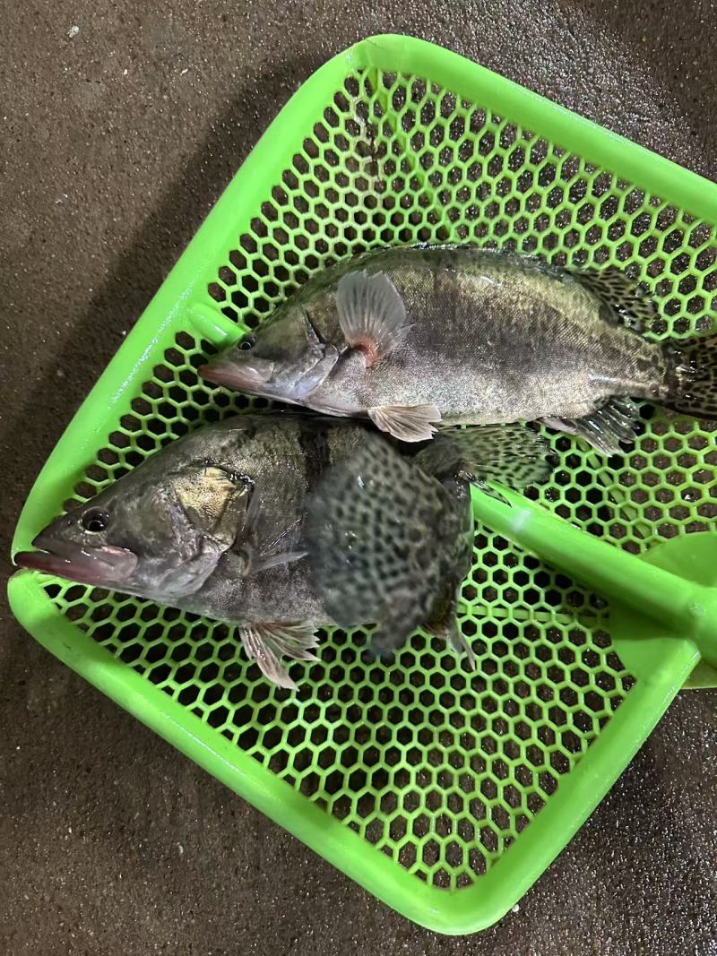 鳌花鳜鱼黑龙江佳木斯辽宁前当铺市场现货提前2天预定