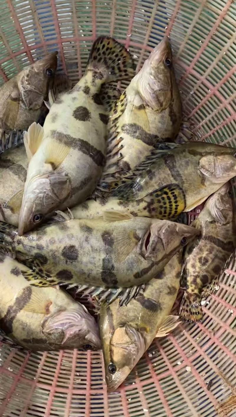 鳌花鳜鱼黑龙江佳木斯辽宁前当铺市场现货提前2天预定