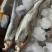 翘嘴白鱼鱼肉鲜嫩现货提前两天预定安排规格齐全