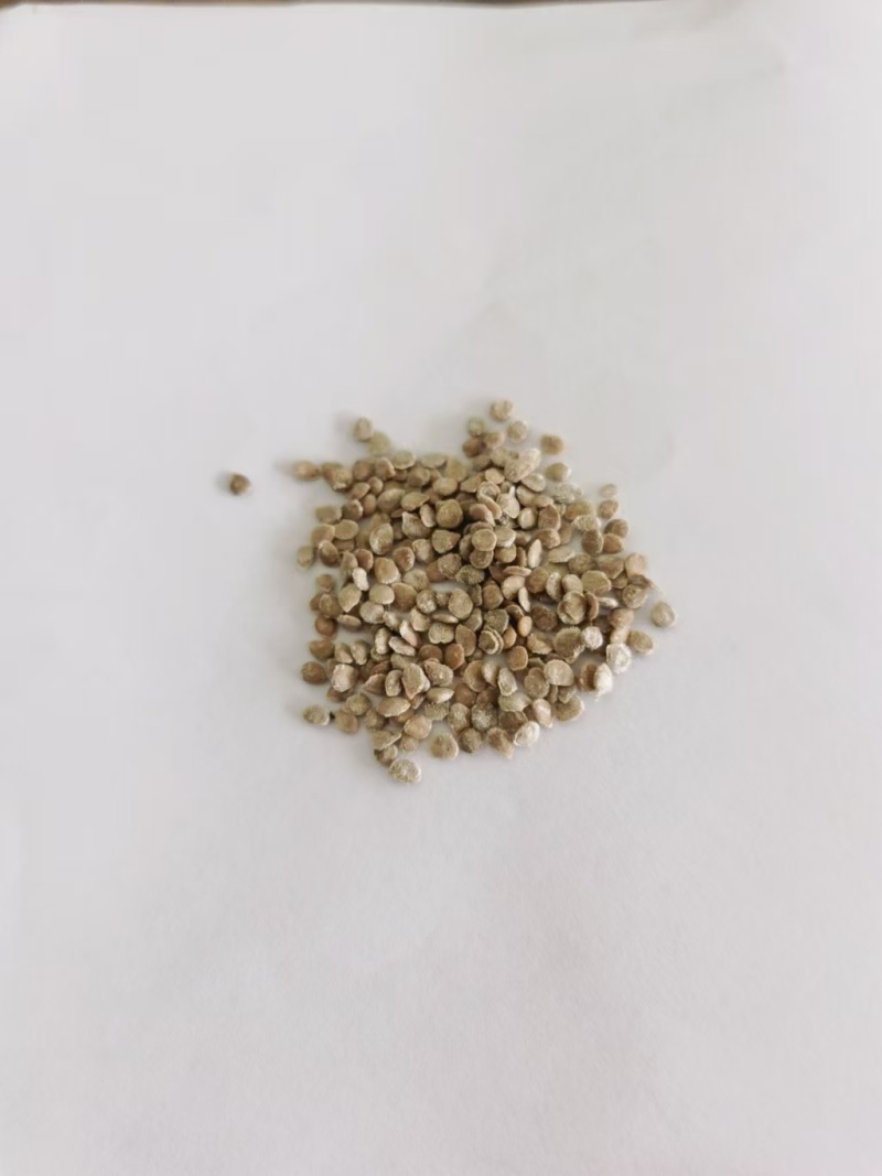 越冬花青素爆棚的紫韵-深紫色生菜种子罗马生菜种子精品