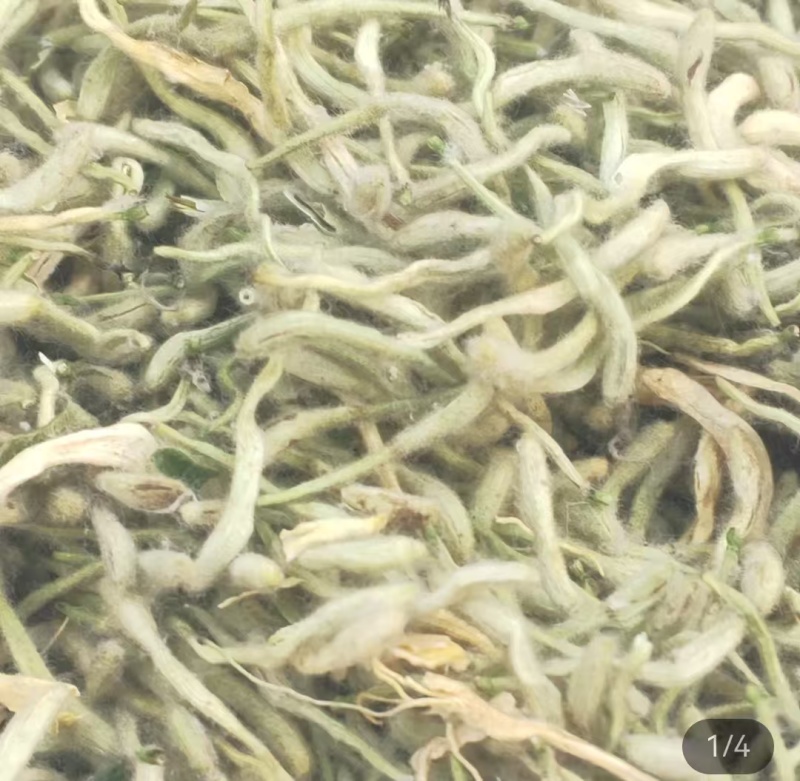 【热卖推荐】金银花北花一号产地直销量大质优价格优惠