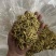 金银花北花一号种植大户产地直销价优欢迎各大老板采购