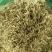 金银花北花一号种植大户产地直销价优欢迎各大老板采购