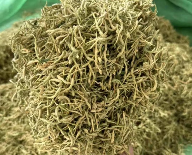 金银花北花一号种植大户产地直销价优欢迎各大老板采购