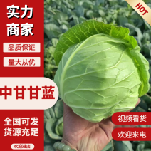 中甘甘蓝河南甘蓝大量现货供应，规格齐全，可视频看货发全国