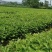 大叶杂交桑树苗桑叶苗基地直销量大质优价格优惠欢迎采购