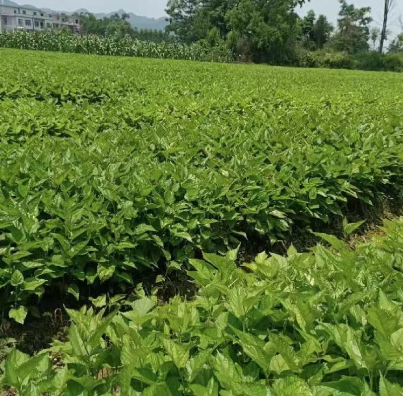 大叶杂交桑树苗桑叶苗基地直销量大质优价格优惠欢迎采购