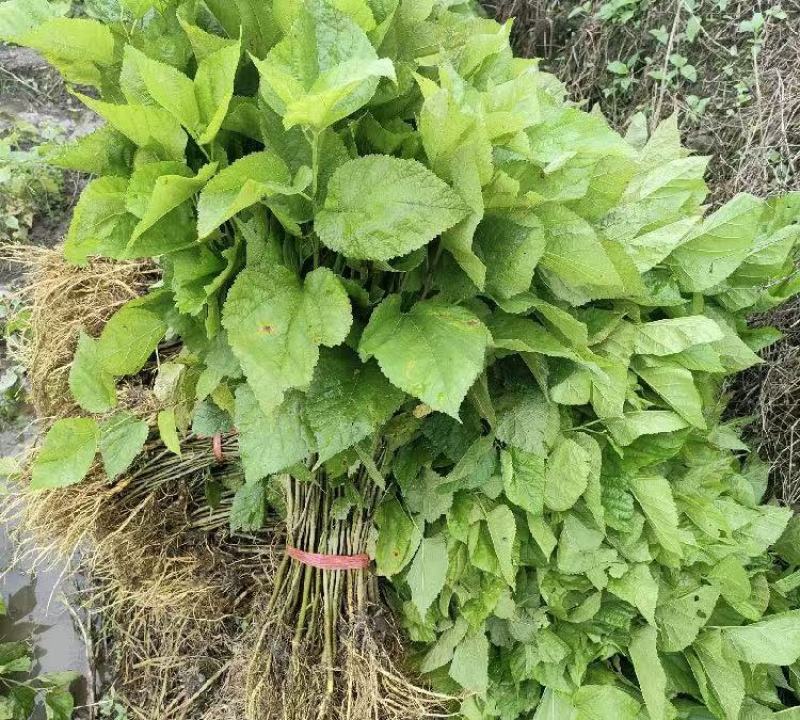 大叶杂交桑树苗桑叶苗基地直销量大质优价格优惠欢迎采购