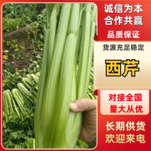 山东西芹大量上市，市场超市电商货都有，一手货源，全国代发