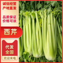 山东菏泽定陶区黄店镇西芹上市了，净菜，毛菜都有，请联系我