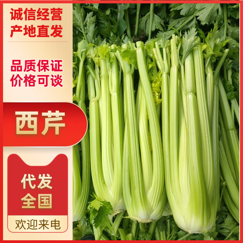 山东菏泽定陶区黄店镇西芹上市了，净菜，毛菜都有，请联系我