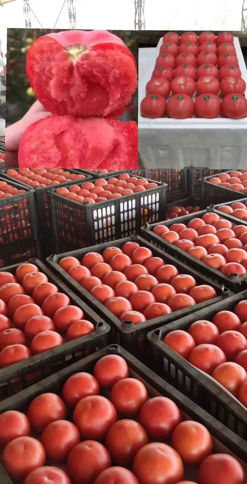 西红柿河北精品硬粉西红柿大量供应随行就市量大从优