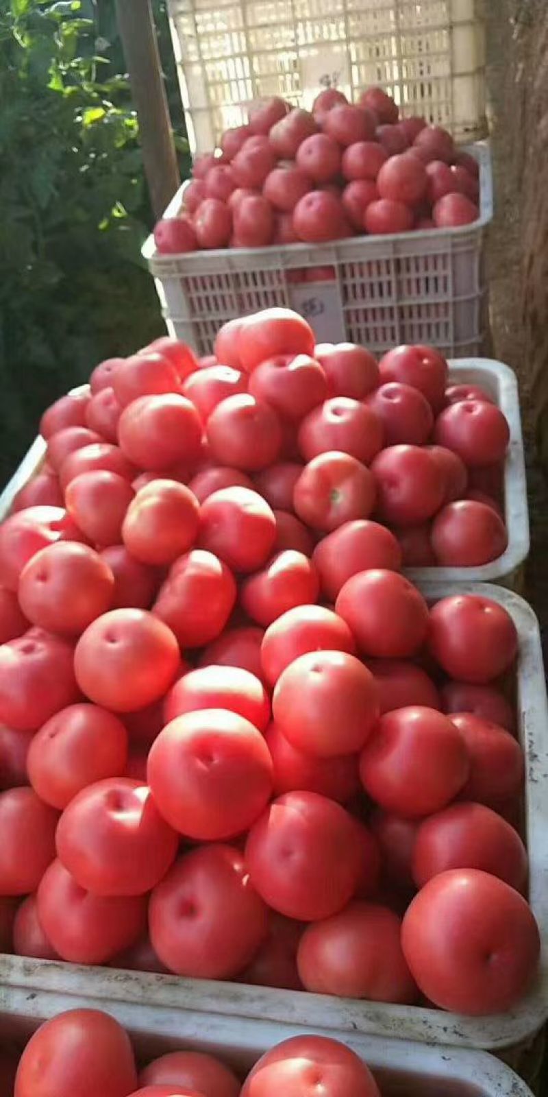 西红柿河北精品硬粉西红柿大量供应随行就市量大从优